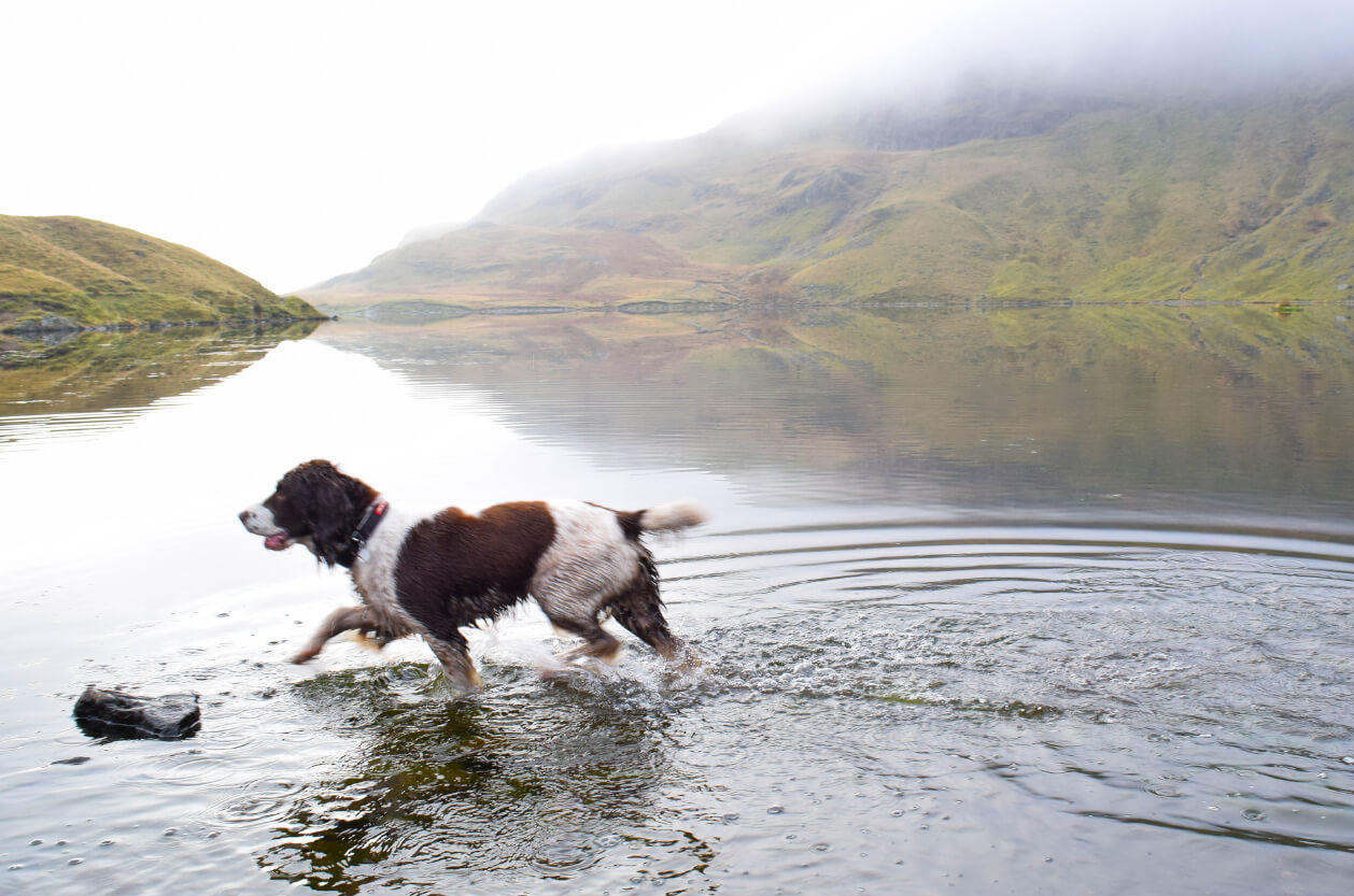 things to do in the lake district with dogs