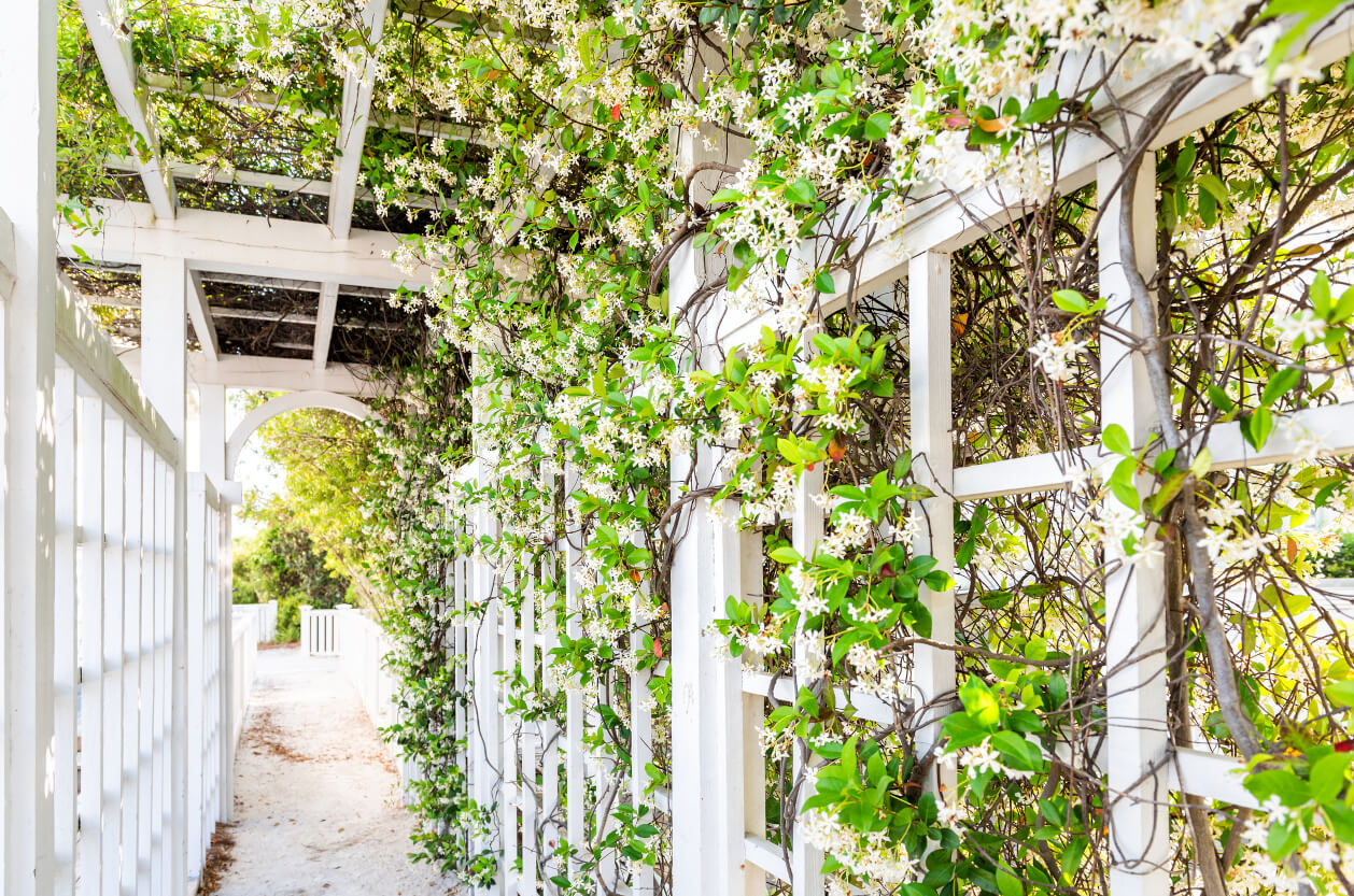 trellis arch with flowers in garden