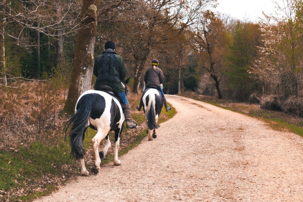 two people riding horses in woodland