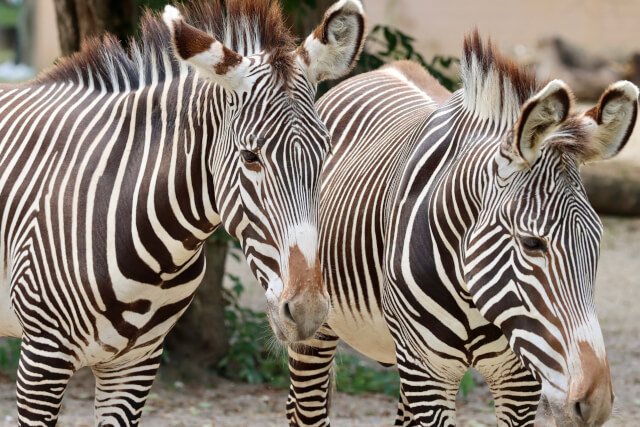 two zebras