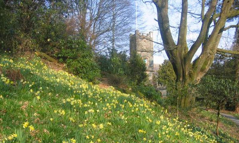 Wordsworth Daffodils